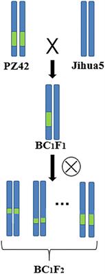 Fine-mapping of a QTL and identification of candidate genes associated with the lateral branch angle of peanuts (Arachis hypogaea L.) on chromosome B05